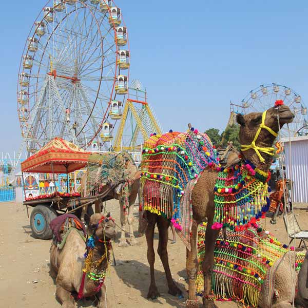Fair & Festival